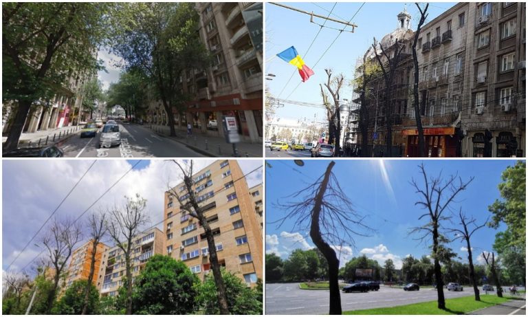 Rezultatul „toaletării” de către drujbarii lui Firea: sute de arbori s-au uscat, exact cum avertizau specialiștii acum doi ani