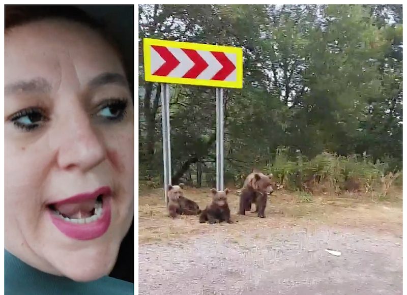 Șoșoacă - urși Vidraru