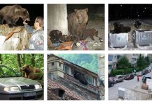 URȘI HABITUAȚI – Fundamentarea necesității unei definiții oficiale și a cadrului tehnic de intervenție și reglementare