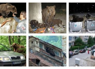 URȘI HABITUAȚI – Fundamentarea necesității unei definiții oficiale și a cadrului tehnic de intervenție și reglementare