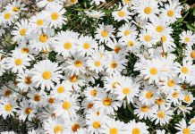 Margareta, floarea de toamnă ce-ți încântă privirile în grădina casei