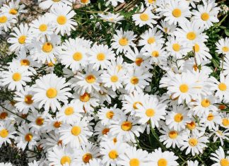 Margareta, floarea de toamnă ce-ți încântă privirile în grădina casei