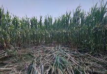 Evaluarea mărimii populației de urs brun în România: peste 10.400 de exemplare estimate în 2025