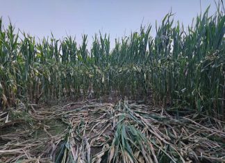 Evaluarea mărimii populației de urs brun în România: peste 10.400 de exemplare estimate în 2025