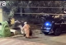 VIDEO. Ghiolbanii cu Merțan, ”arși” de Fritz: aproape 9.000 de euro amendă pentru că au aruncat gunoaie în Timișoara