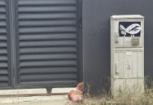 Hoarda lui Simion își intimidează contestatarii prin metoda ”cap de porc” – simbolul trădării la mafioți. Bonus: stickerul amenințător ”Te vedem!”